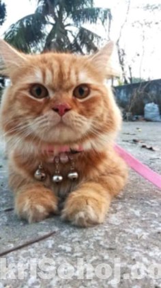 Persian cat